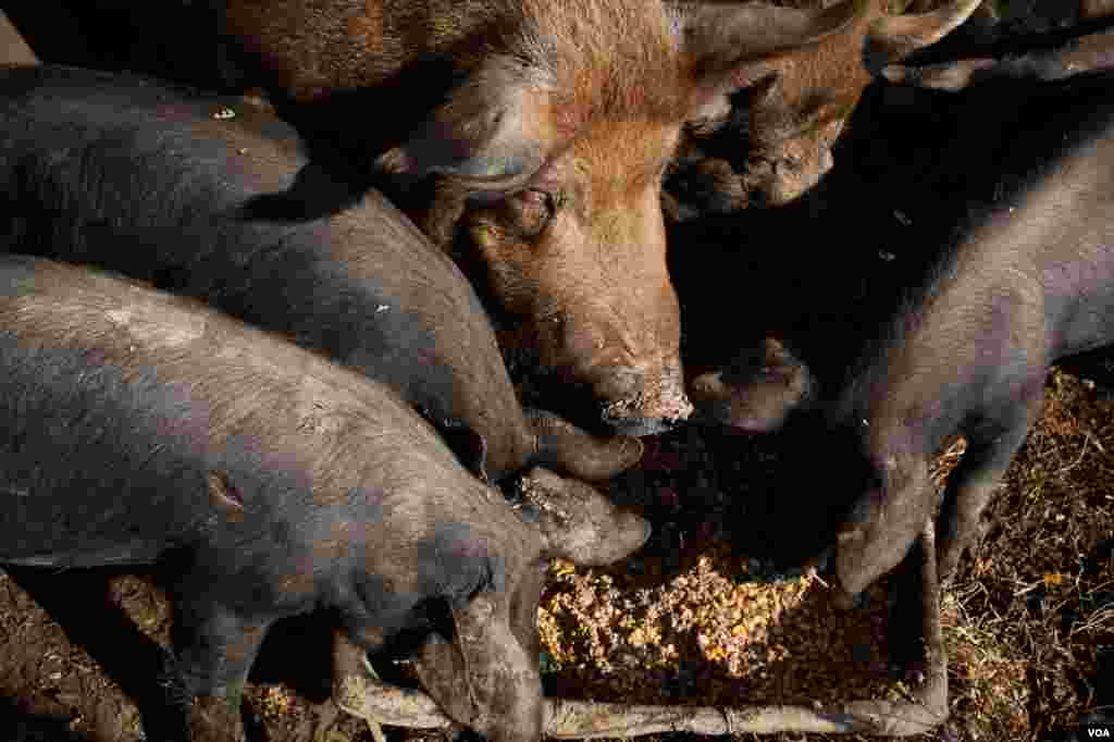 The family raises quite a wide variety of animals. (Alison Klein/VOA)