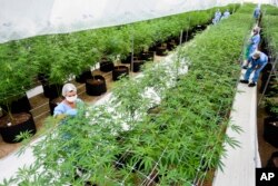 Employees prune marijuana plants at a Fotmer SA, greenhouse in Nueva Helvecia, Uruguay, Jan. 30, 2019.