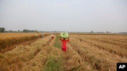 একজন কৃষক ভারতের আহমেদাবাদের উপকণ্ঠে একটি মাঠ থেকে ধান বহন করছেন, ১৯ নভেম্বর, ২০২১। বিশ্লেষকরা ধারণা করছেন, ২০২৫ সালে যুক্তরাষ্ট্র ও ভারতের মধ্যে বাণিজ্যিক বাধা কমানোর আলোচনায় কৃষি পণ্যগুলো একটি গুরুত্বপূর্ণ প্রতিবন্ধকতা হবে। 