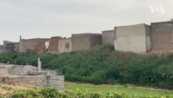 Yadda Badala Ke Fuskantar Barazanar Gushewa A Kano