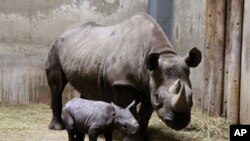 rhinocéros de 8 ans dans un zoo à Chicago, le 28 aout, 2013. 