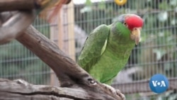 Can City Life Help Some Endangered Animals?