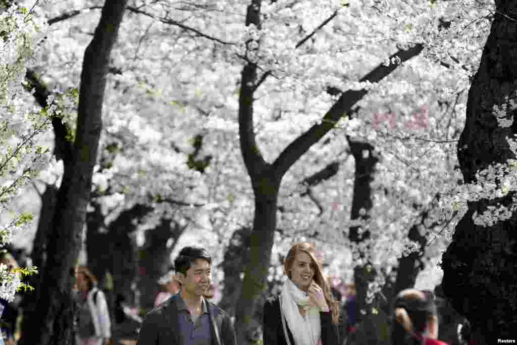 一对跨种族夫妇在华盛顿的潮汐盆地漫步樱花树下。（2015年4月11日）