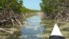 Scientists: Keep Mangrove Forests to Prevent Flooding, Soil Loss