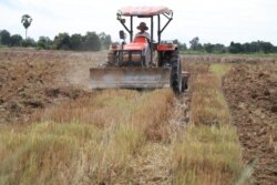 កសិករប្រើត្រាក់ទ័រឈូសស្រែងាប់ចោល ក្នុងភូមិដំរីស ឃុំកោះជុំ ស្រុកកណ្តៀង ខេត្តពោធិ៍សាត់ ថ្ងៃទី២៨ ខែសីហា ឆ្នាំ២០២១។ (ស៊ុន ណារិន/វីអូអេ)