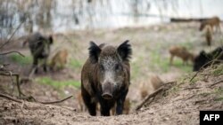 Babi hutan liar terlihat di hutan di Distrik Tegel, Berlin, 5 April 2016.