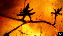 This 52-million-year-old piece of petrified tree sap was found in India’s Gujarat state.