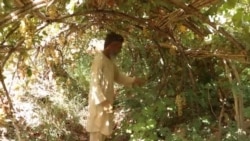 مشکلات باغداران ولایت بلخ از کمبود حاصلات و آفات زراعتی