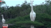 L'unique girafe blanche femelle tuée par des braconniers au Kenya