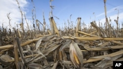 Tanaman jagung dilanda kekeringan di Bennington, Nebraska, Amerika Serikat. (Foto: Dok)