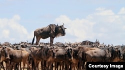 The Comedy Wildlife Photography Awards 2017, JEAN-JACQUES ALCALAY, MONTMEYRAN, France. Animal encounters. Blue wildebeest standing on a mound. (Comedy Wildlife Photo Awards)