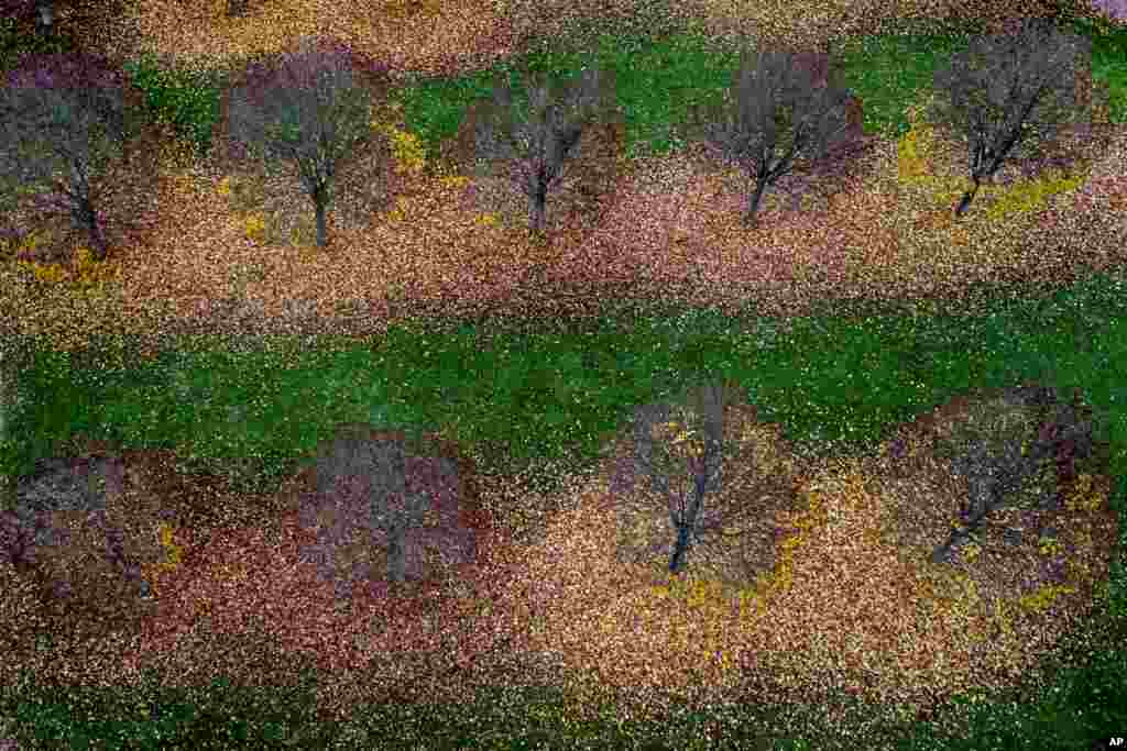 Паднати лисја се гледаат околу дрвјата во мал парк во Франкфурт, Германија.