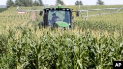 Farmer Tim Novotni iz Nebraske u svom kukuruznom polju (Foto: AP/Nati Harnik)