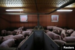 Pigs are seen at a pig farming in Lamballe, central Brittany, November 5, 2013. REUTERS/Stephane Mahe