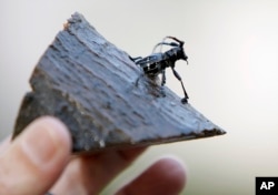 FILE - The preserved remains of an Asian longhorned beetle, found in Worcester, Massachusetts, are shown Oct. 8, 2008.