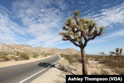 A Joshua tree along the side of the road within the national park