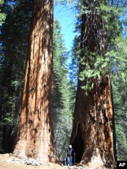 Yosemite's giant Sequoia trees