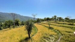 Residents in the Salohi village near the line of control in Kashmir say the India-Pakistan ceasefire allowed them to timely cultivate their land. (Ayaz Gul/VOA)