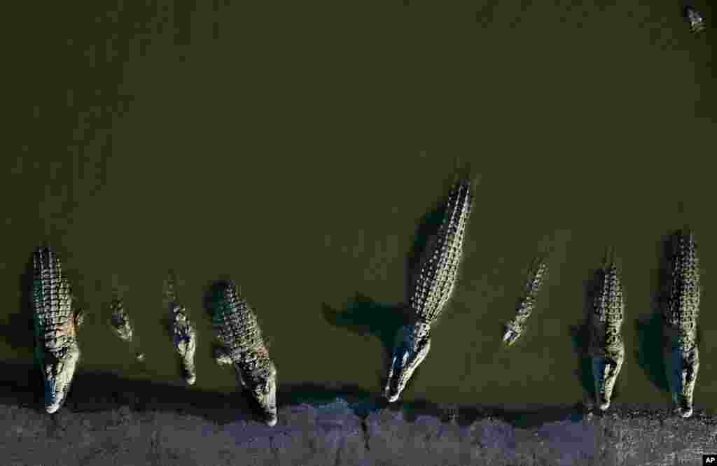 សត្វ​ក្រពើ​ជាច្រើន​កំពុង​ដេក​នៅ​ក្នុង​កសិដ្ឋាន​មួយ​ក្នុង​ទីក្រុង​ Jordan Valley តំបន់ West Bank។