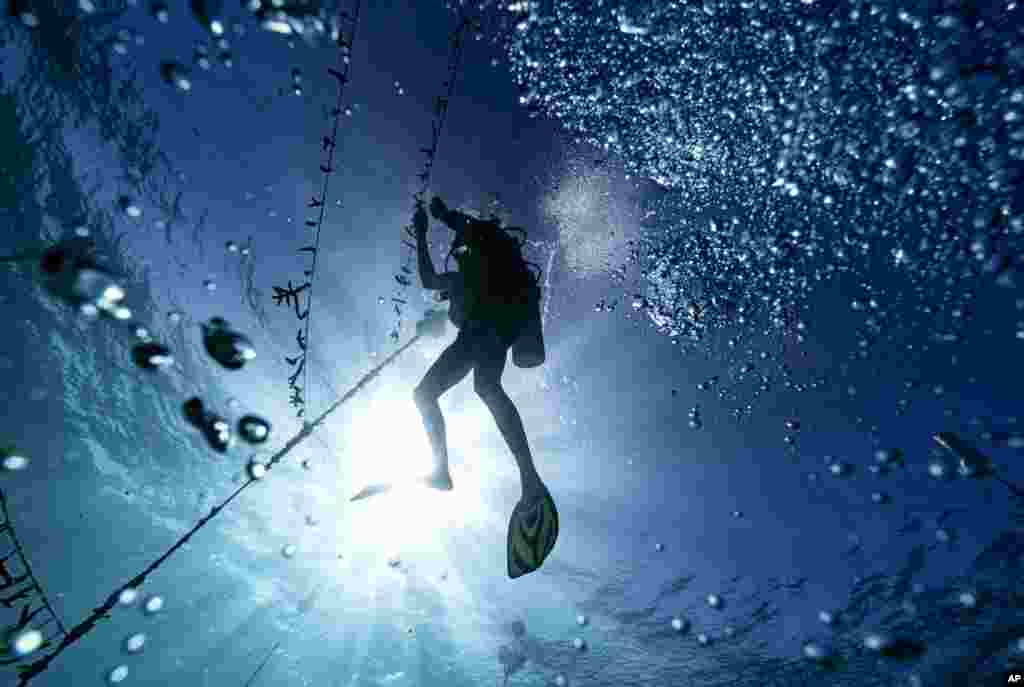 Diver Lenford DaCosta cleans up lines of coral on February 12, 2019, in Oracabessa, Jamaica. (AP Photo/David J. Phillip)