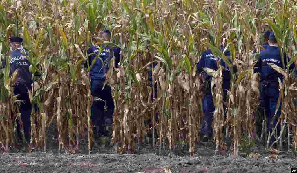 Muhojirlar Vengriya janubidagi lagerdan qochmoqda. 8-sentabr, 2015-yil. Vengriya politsiyasi qo&#39;shni Avstriyaga ketayotgan poyezdlarga chiqayotgan bu odamlarni jilovlashga ojizlik qilmoqda.