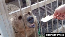 Hewan di Kebun Binatang Taman Murur di Mosul, Irak, yang ditinggalkan pemiliknya. (Foto: Kurdistan Organization of Animal Rights Protection)