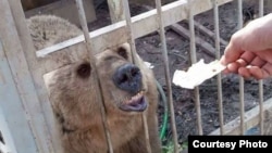 As a U.S.-backed offensive to drive IS from Mosul intensified in recent weeks, the owner of the Murur Park Zoo fled and abandoned the animals, neighbors told VOA. (Credit: Kurdistan Organization of Animal Rights Protection)