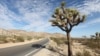 Desert Diversity at Joshua Tree National Park