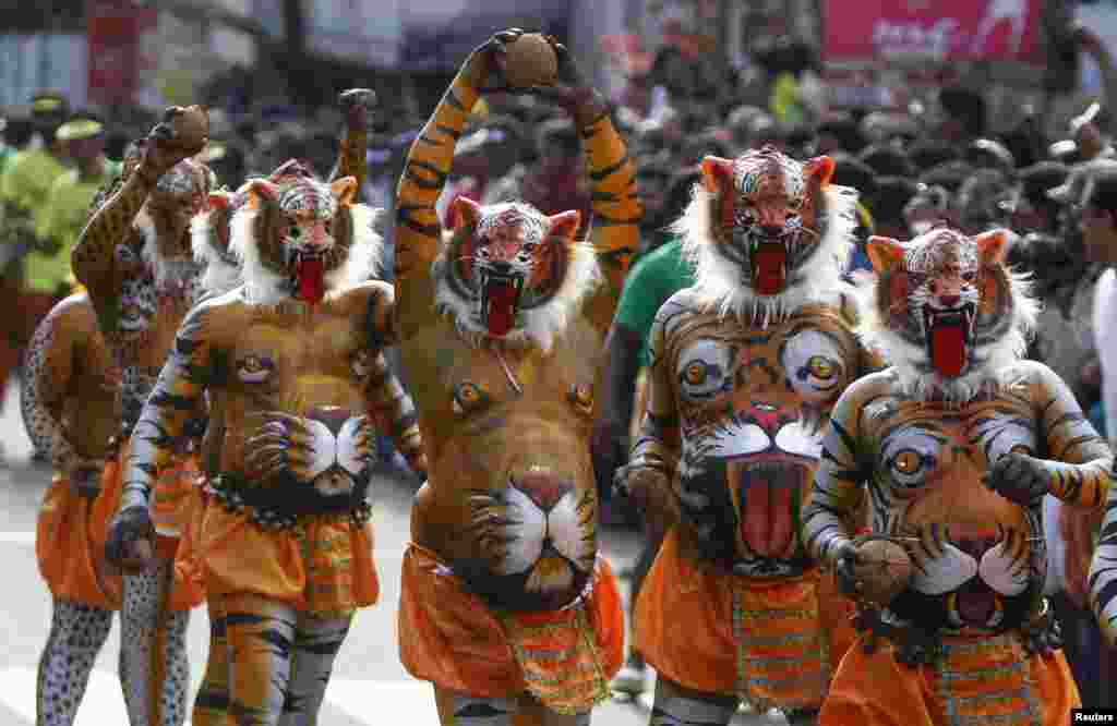 Performers painted to look like tigers dance during festivities marking the end of the annual harvest festival of Onam in Trichur city in the southern Indian state of Kerala.