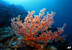 FILE - Researchers estimate that 70 percent of the Philippines’ corals, such as this Gorgonian sea fan, have been damaged.