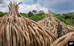 FILE - A ranger from the Kenya Wildlife Service (KWS) stands guard near some of around a dozen pyres of ivory, in Nairobi National Park, Kenya, April 28, 2016.