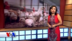 Amerika parranda xo'jaliklarida, Merilend shtati