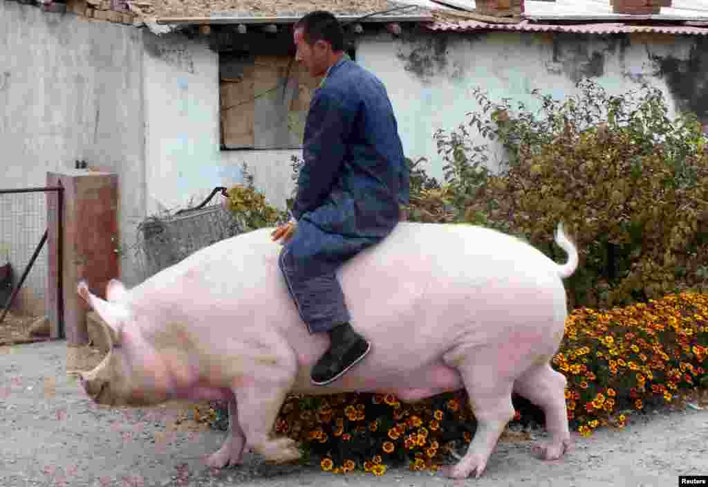 Farmer Zhang Xianping rides his pig &quot;Big Precious&quot; in Zhangjiakou, Hebei province, China, Nov. 2, 2015.
