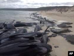 More than 150 short-finned pilot whales became beached at Hamelin Bay, in Western Australia, March 23, 2018. A shark warning has been issued after many of the whales died.