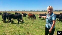 In this July 11, 2018 photo, animal geneticist Alison Van Eenennaam of the University of California, Davis, points to a group of dairy calves that won’t have to be de-horned thanks to gene editing. (AP Photo/Haven Daley)