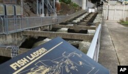 In this April 11, 2018 photo, water flows through a fish ladder designed to help migrating fish swim through the Lower Granite Dam on the Snake River near Almota, Washington.