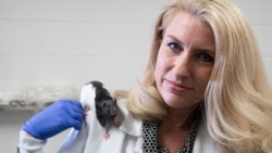 Kelly Lambert, a professor of behavioral neuroscience at the University of Richmond, and her research colleagues taught rats how to drive. (University of Richmond)