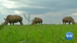 Human Embryos Have 250-Million-Year-Old Vestiges