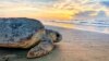 More Female Sea Turtles a Result of Florida’s Hot Summers