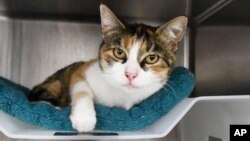 This Dec. 31, 2020 photo provided by Animal Shelter Assistance Program (ASAP) in Santa Barbara County shows Patches who had been missing since Jan. 9, 2018, and believed killed along with her owner in the Montecito debris flow disaster.