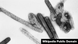 Le virus de Marburg provoque une fièvre hémorragique avec un taux de létalité pouvant atteindre 88%.