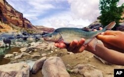 This undated photo provided by the U.S. Fish and Wildlife Service shows a humpback chub in the Colorado River in Colorado near the Utah border.