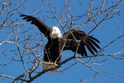 A bald eagle lands in a tree in in Des Moines, Iowa, February 6, 2020. (AP Photo/Charlie Neibergall)