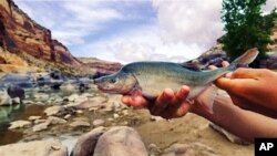 This undated photo provided by the U.S. Fish and Wildlife Service shows a humpback chub in the Colorado River in Colorado near the Utah border. 