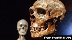 FILE - A reconstructed Neanderthal skeleton, right, and a modern human version of a skeleton, left, are on display at the Museum of Natural History, Jan. 8, 2003 in New York. (AP Photo/Frank Franklin II)