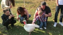 Turkeys Guests of Honor at Unusual Thanksgiving Celebration