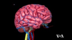 Looking Into Your Brain Just Become Easier