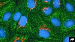 FILE -This undated image made available by the National Institutes of Health and National Center for Microscopy shows cancer cells.