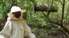 Kenyans combat the threat of logging with hidden beehives