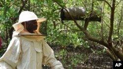 Peter Nyongesa, 69, walks through the mangroves to monitor his beehives in Mombasa county, Kenya May 30, 2024. Nyongesa recalled has turned to deterring loggers with bees, hidden in the mangroves and ready to sting.